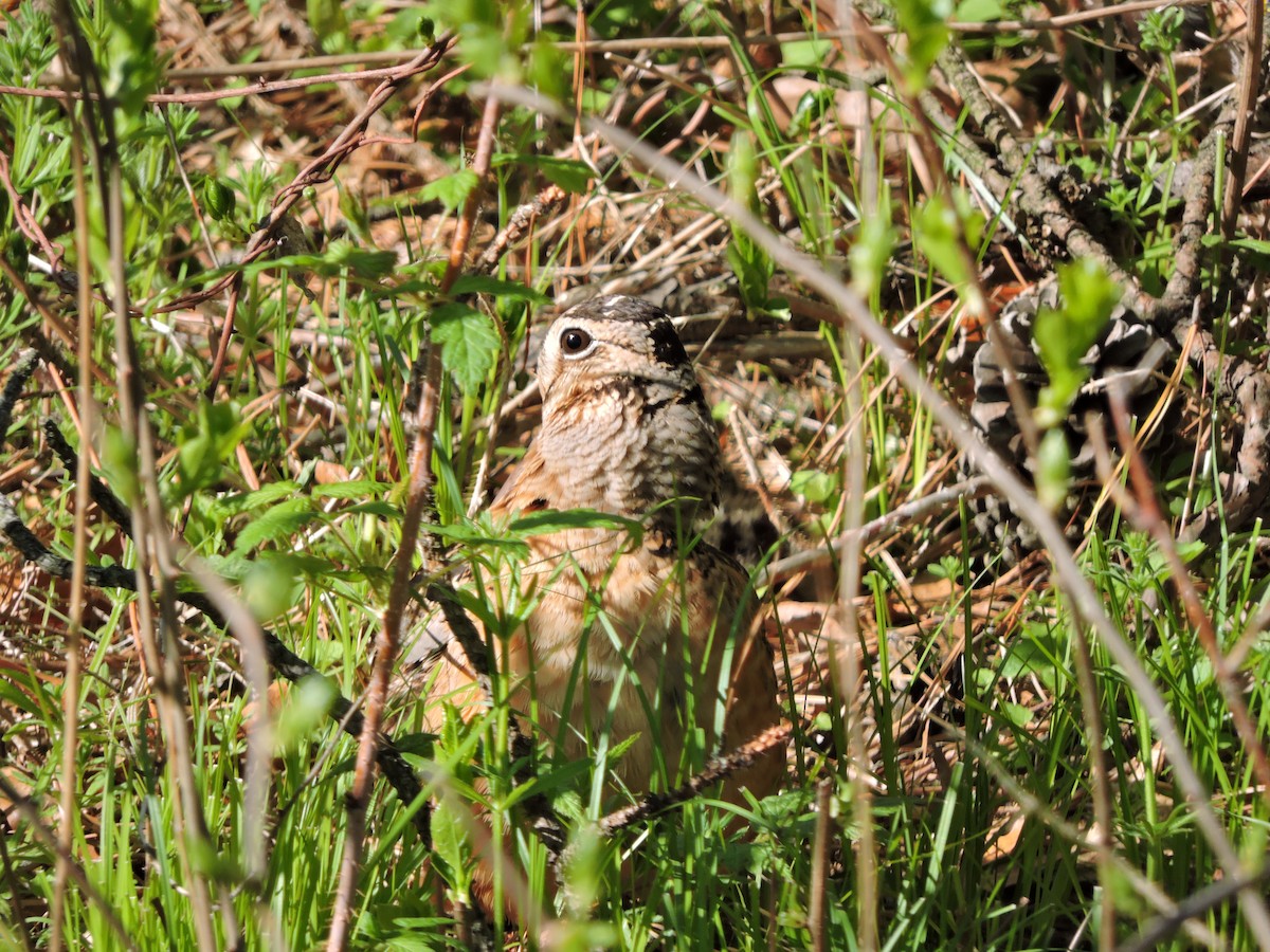 American Woodcock - ML335898791