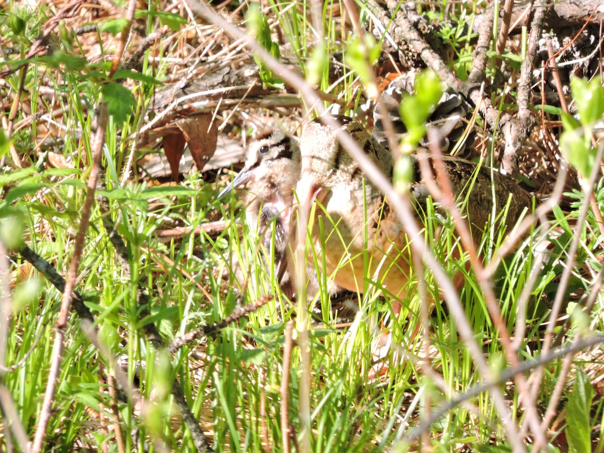 American Woodcock - ML335898861