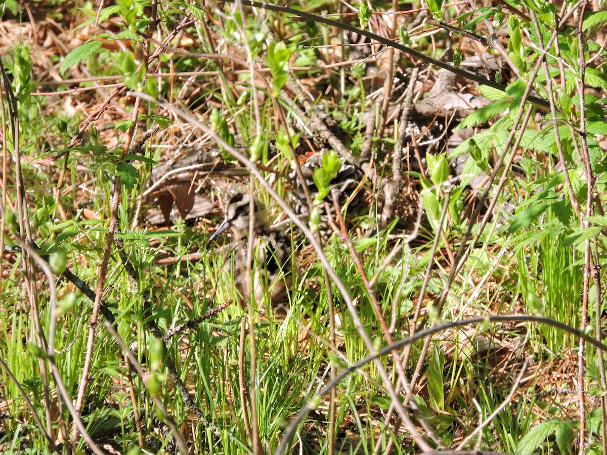 American Woodcock - ML335898941