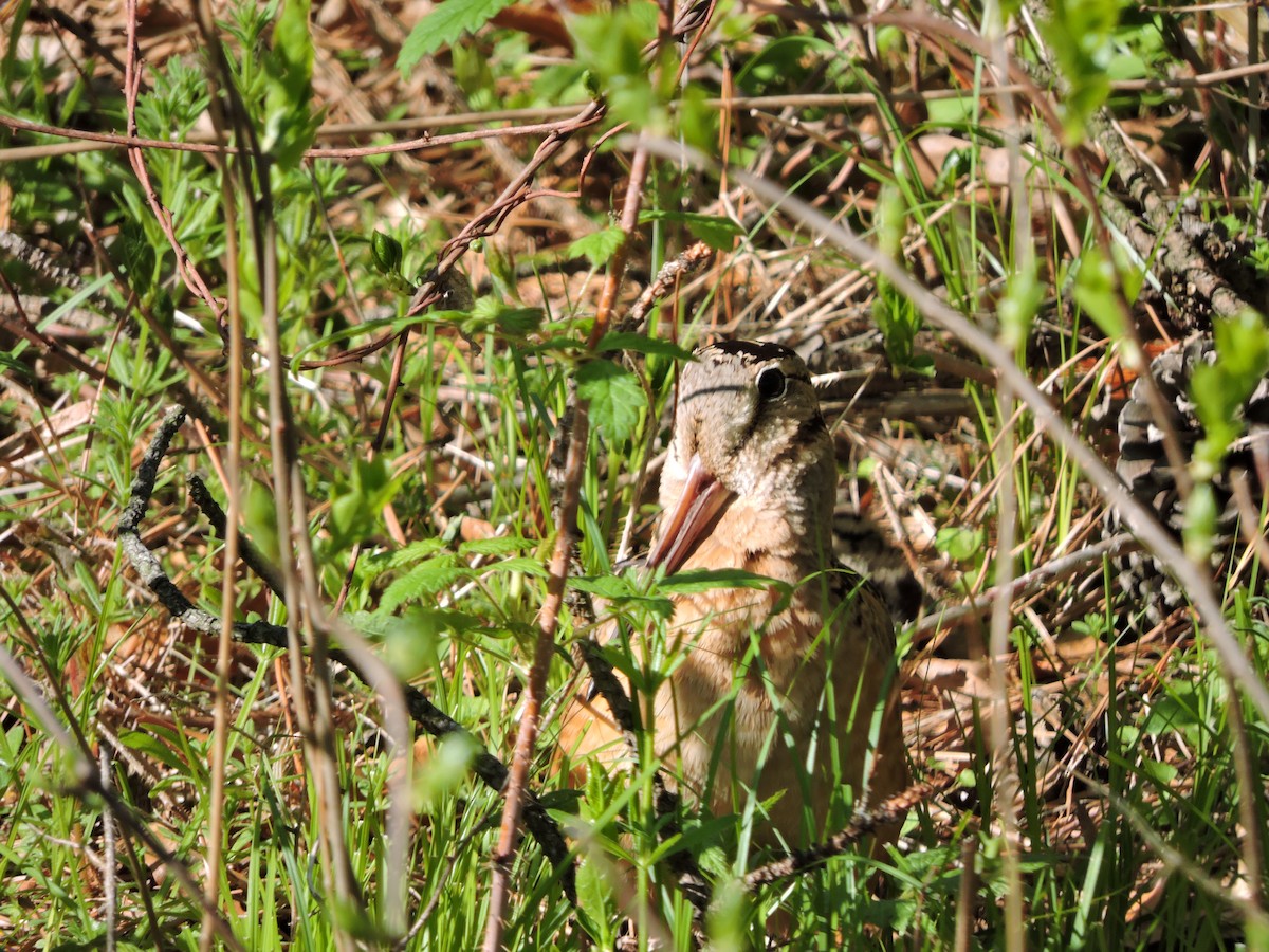 American Woodcock - ML335898961