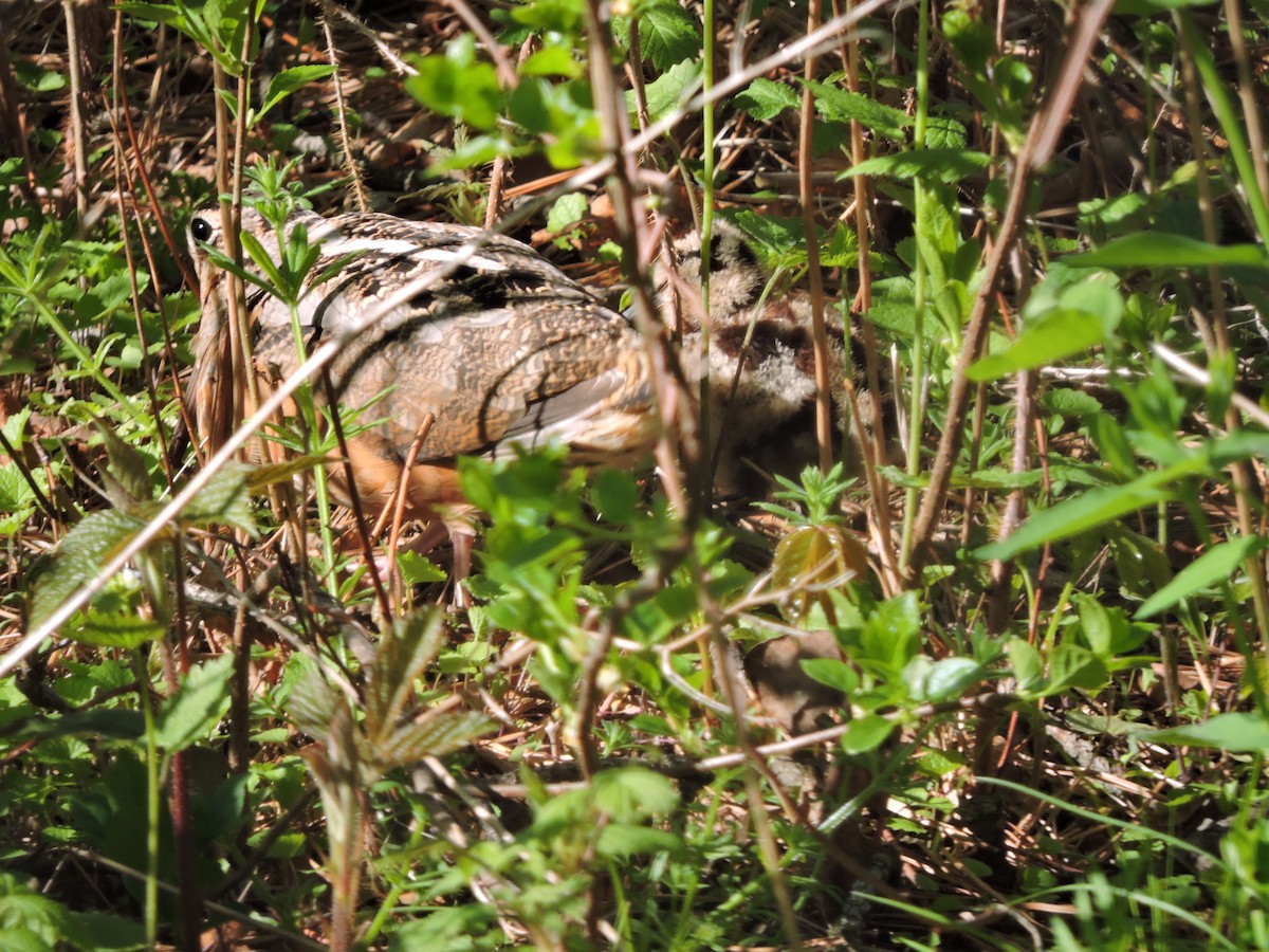 American Woodcock - ML335898991