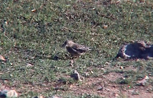 Band-tailed Sierra Finch - ML335900391