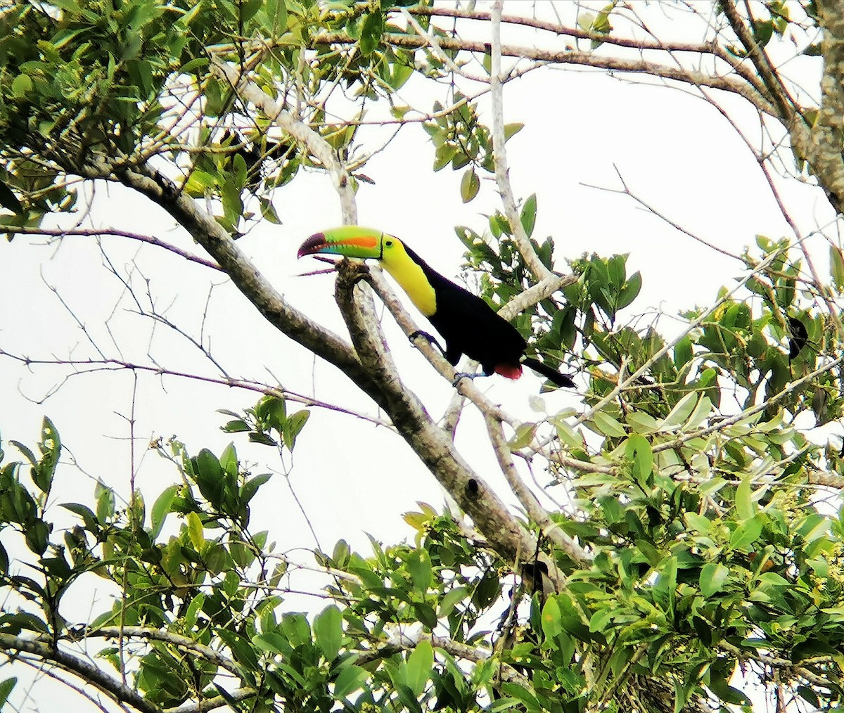 Keel-billed Toucan - ML335900581