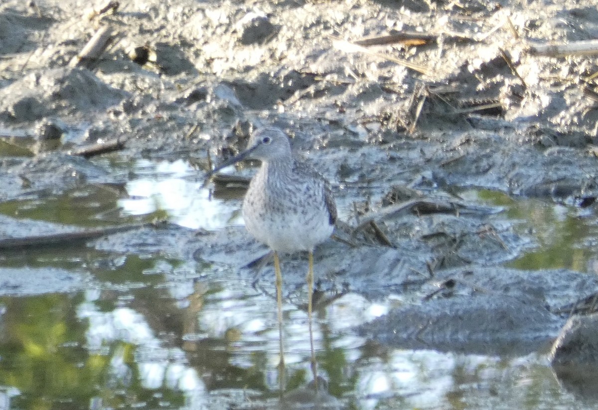 Greater Yellowlegs - ML335901781