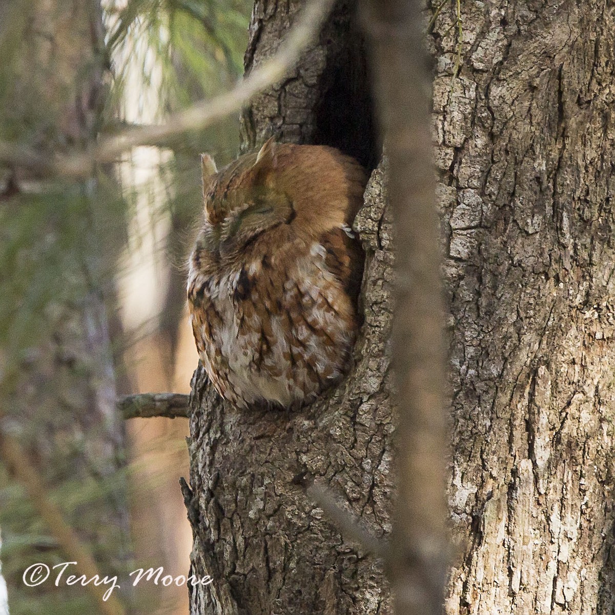 Eastern Screech-Owl - ML335903251