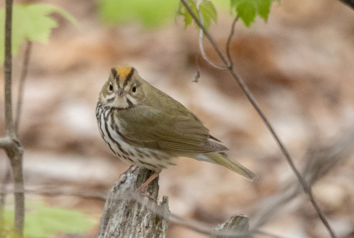 Ovenbird - Kalpesh Krishna