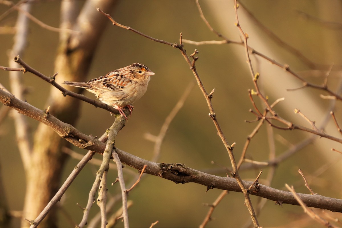 Grasshopper Sparrow - ML335905541