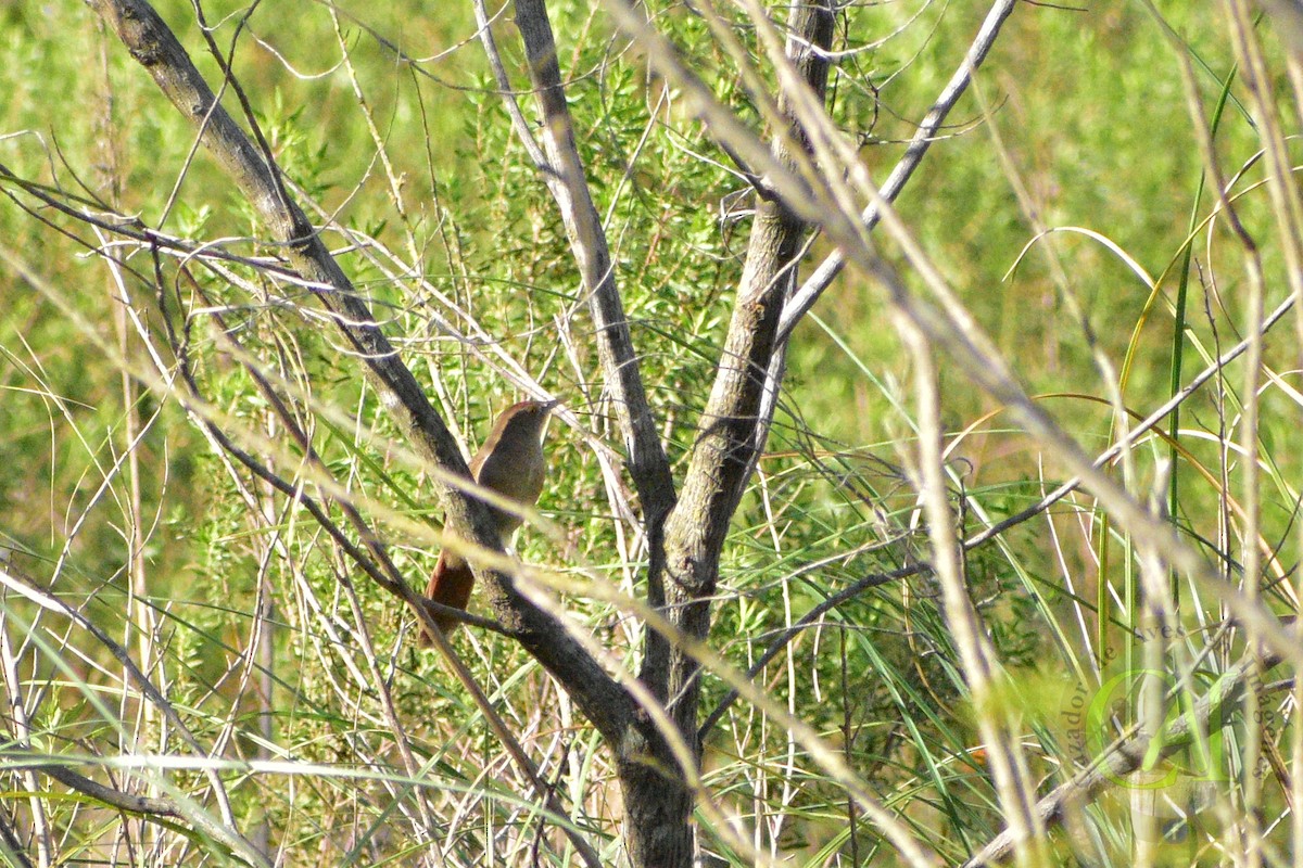 Freckle-breasted Thornbird - ML335907511