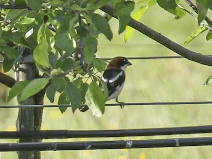 Pie-grièche à tête rousse - ML335907561