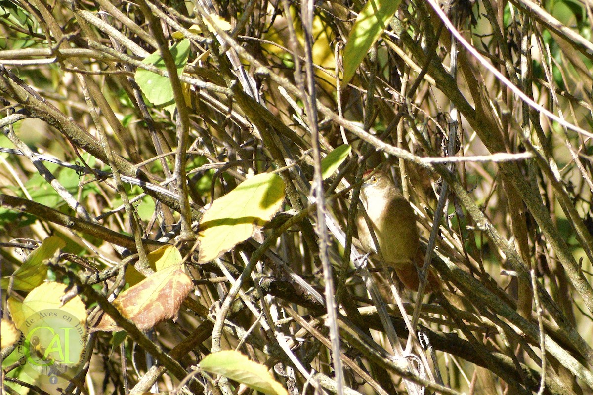 Freckle-breasted Thornbird - ML335907661