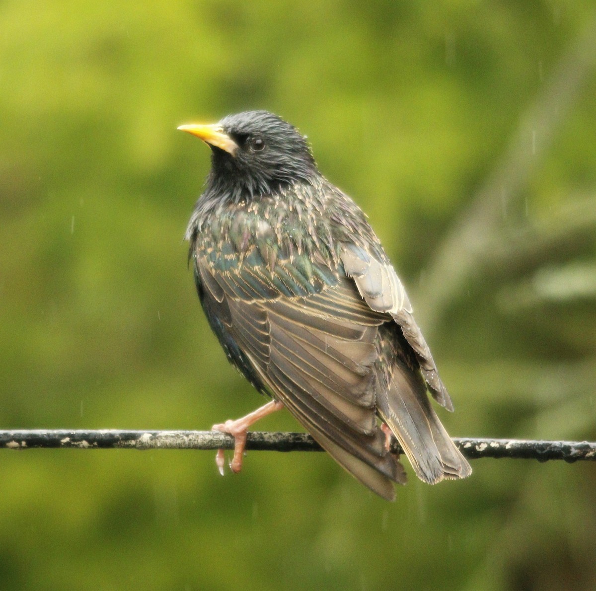 European Starling - ML335908711