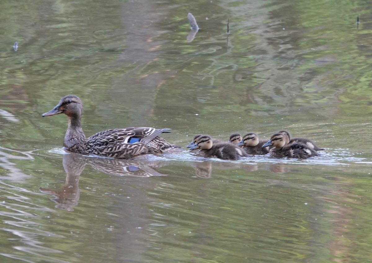 Mallard - ML335909401