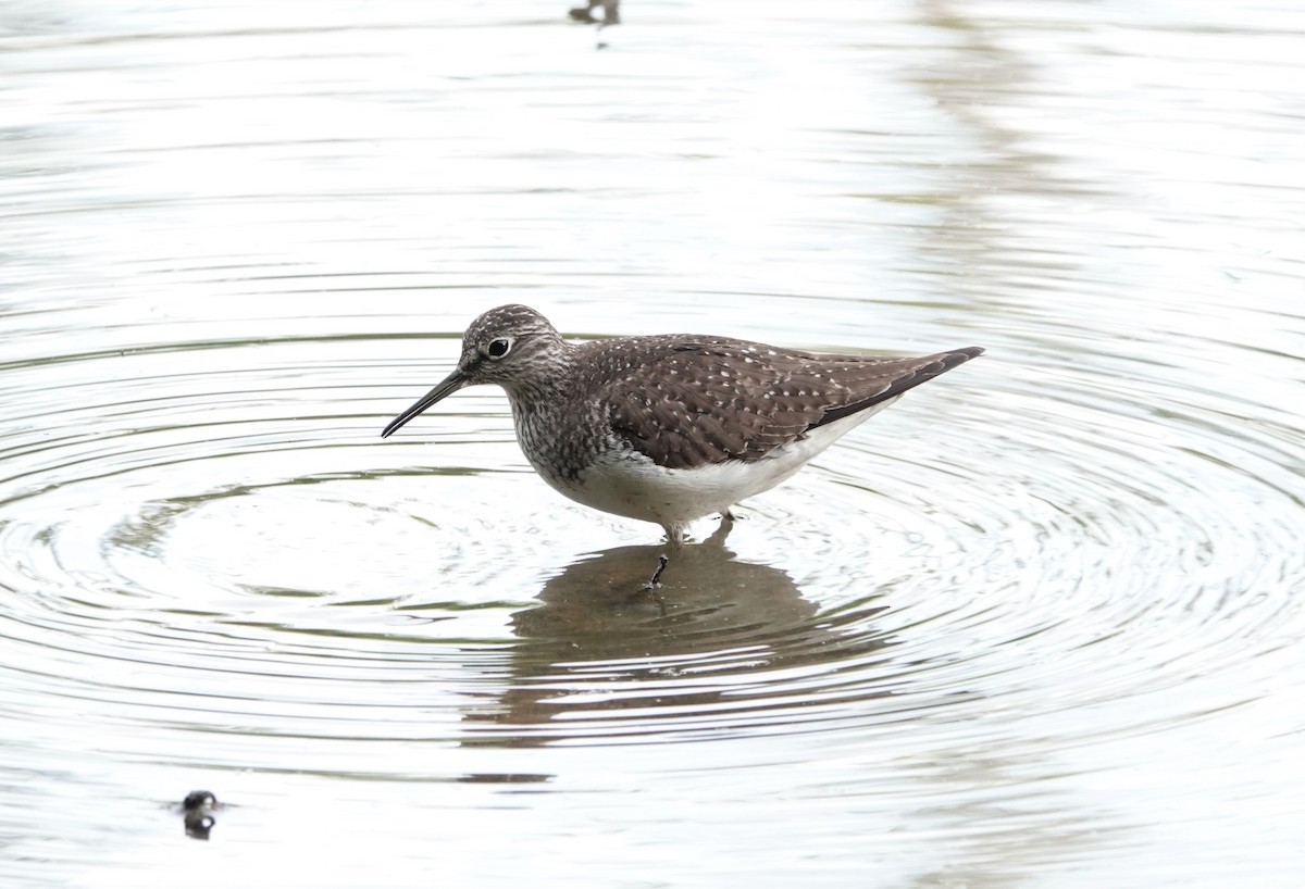 Solitary Sandpiper - ML335909431