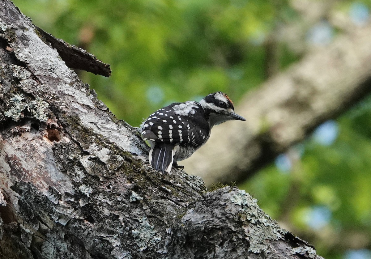 Hairy Woodpecker - ML335909451
