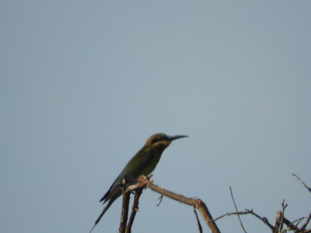 Blue-tailed Bee-eater - ML335909771