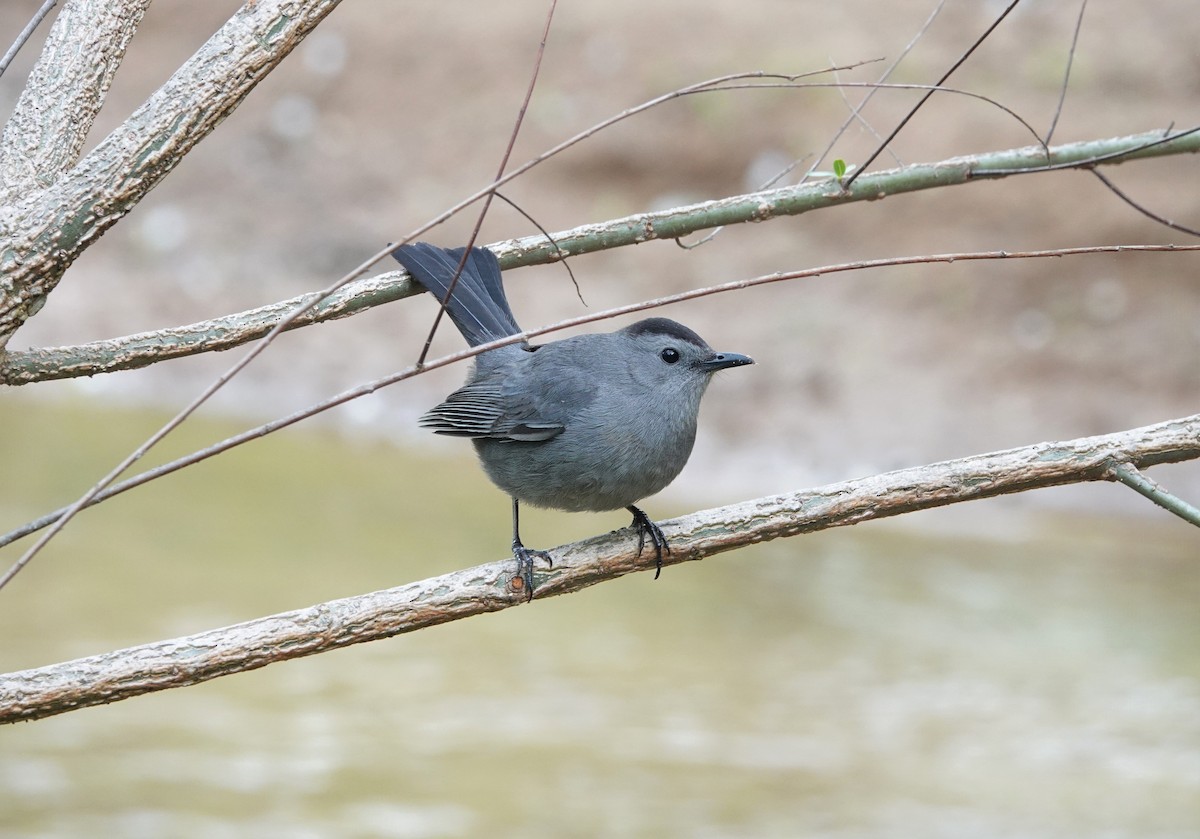 Gray Catbird - ML335910201