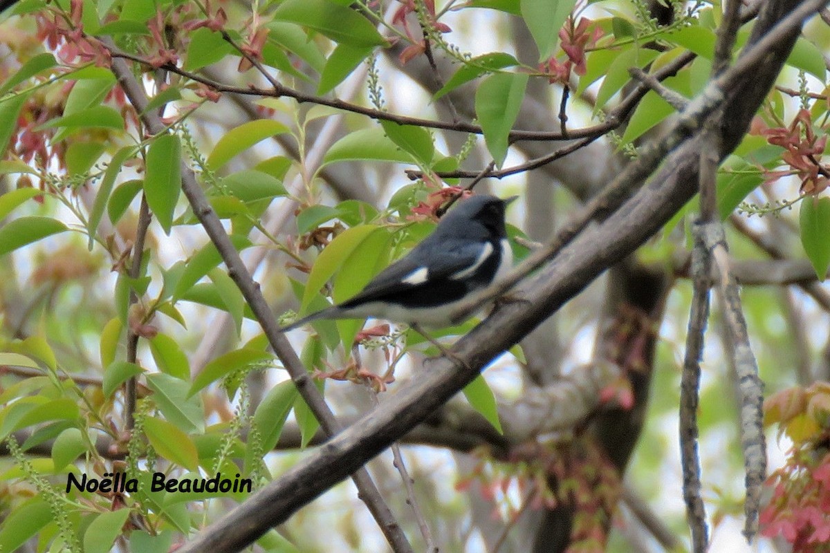 Black-throated Blue Warbler - ML335910331