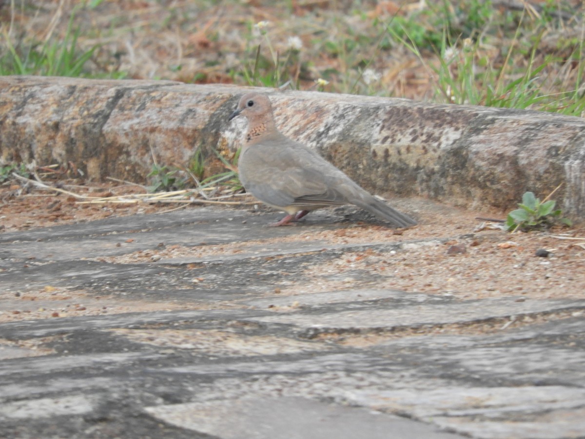 Laughing Dove - ML335910381