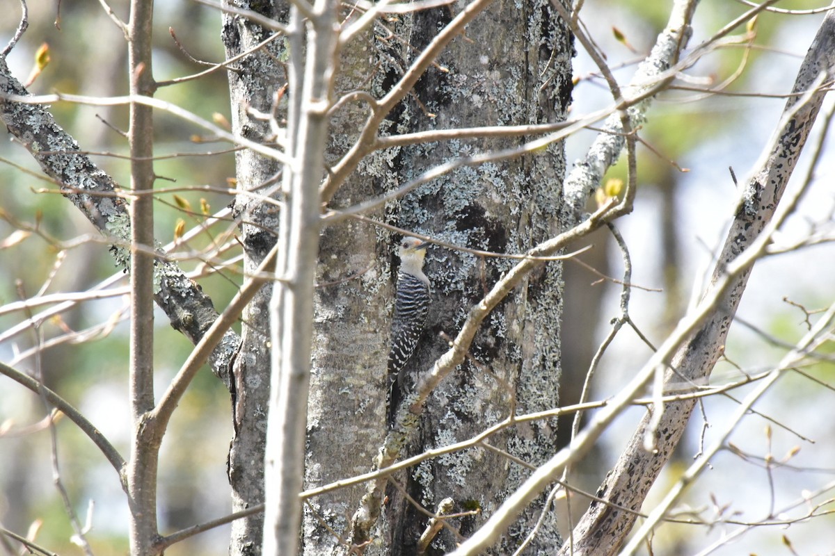 Red-bellied Woodpecker - ML335911181