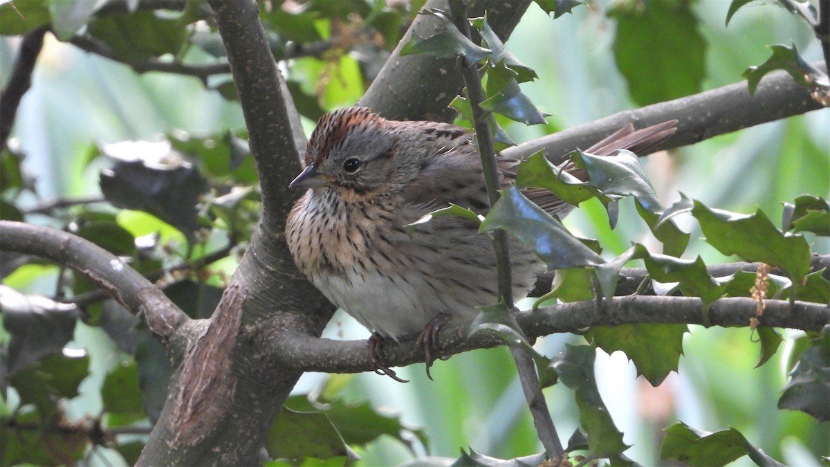 Lincoln's Sparrow - ML335912561