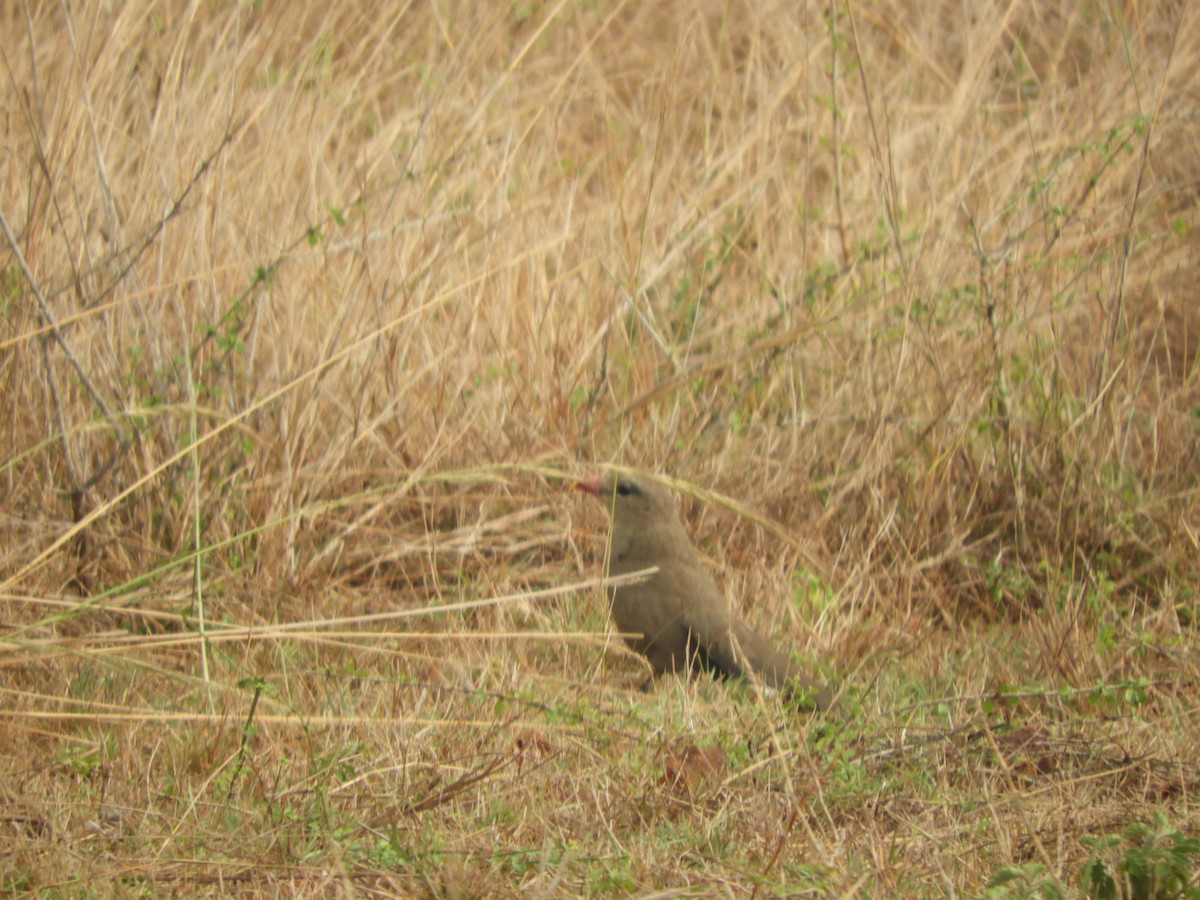 Sirkeer Malkoha - ML335912881