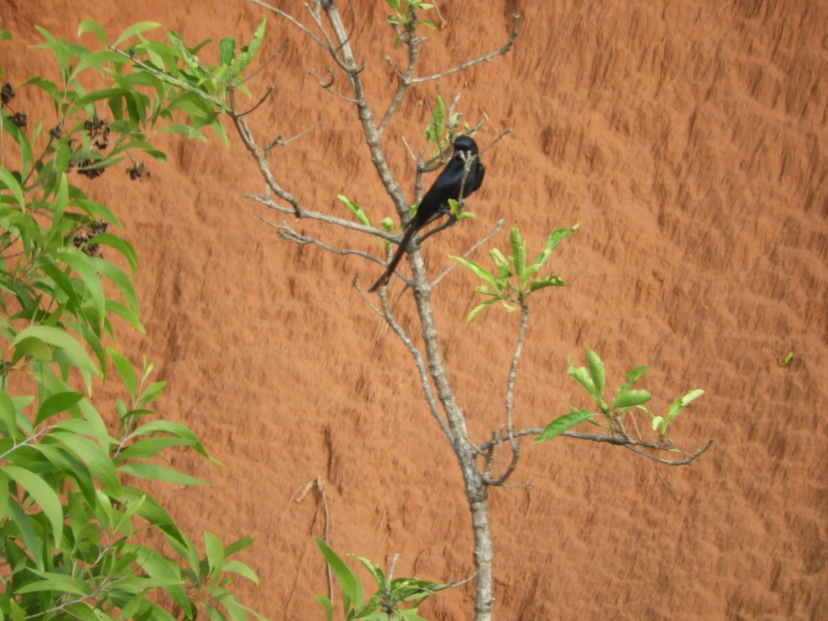 Black Drongo - ML335914371