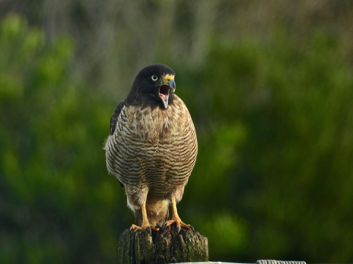 Roadside Hawk - ML335914831