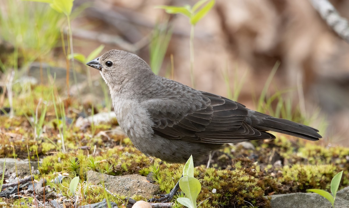 Brown-headed Cowbird - Kalpesh Krishna