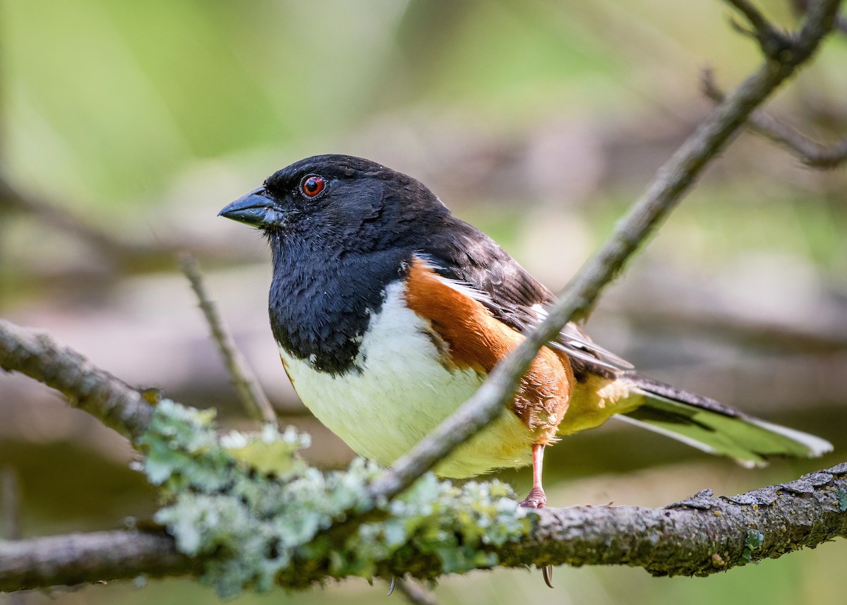 Eastern Towhee (Red-eyed) - Richard Pockat