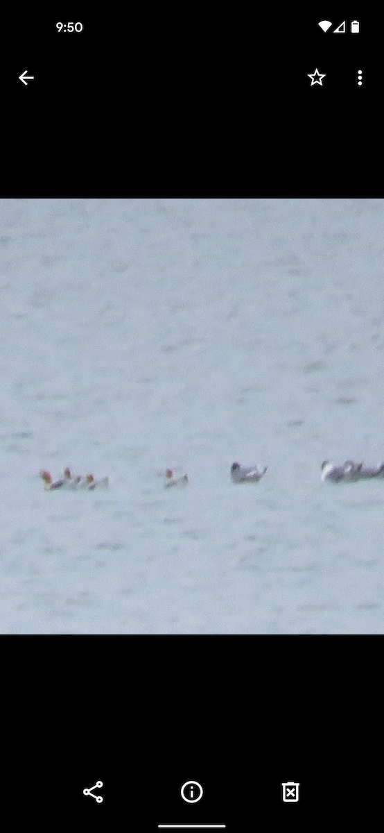 Avoceta Americana - ML335915771