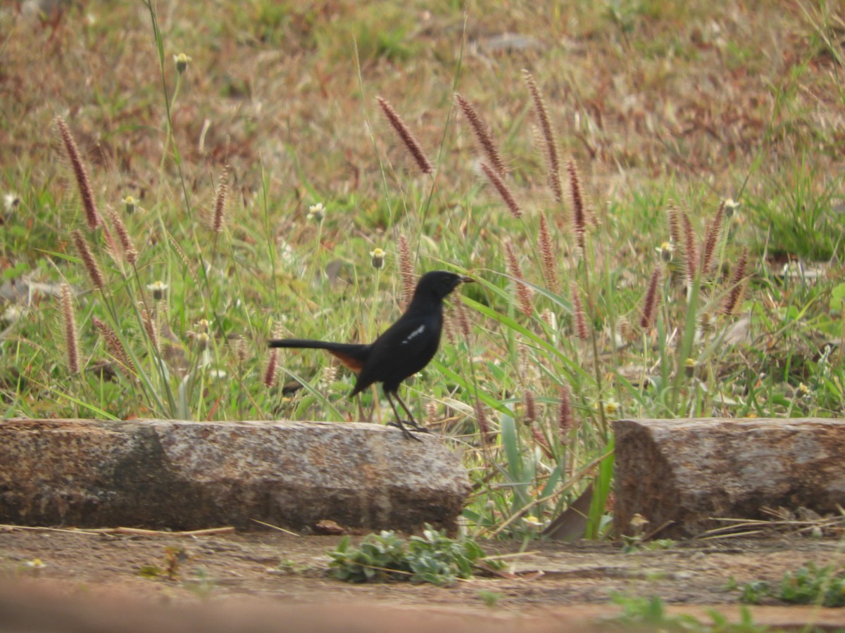 Indian Robin - ML335915921