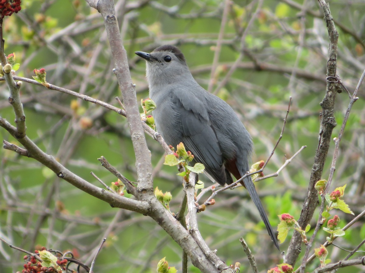 Gray Catbird - ML335919771