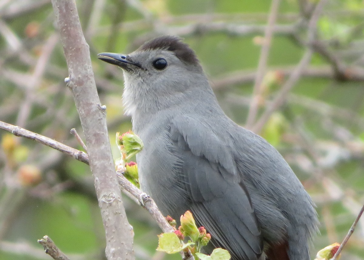 Pájaro Gato Gris - ML335919941