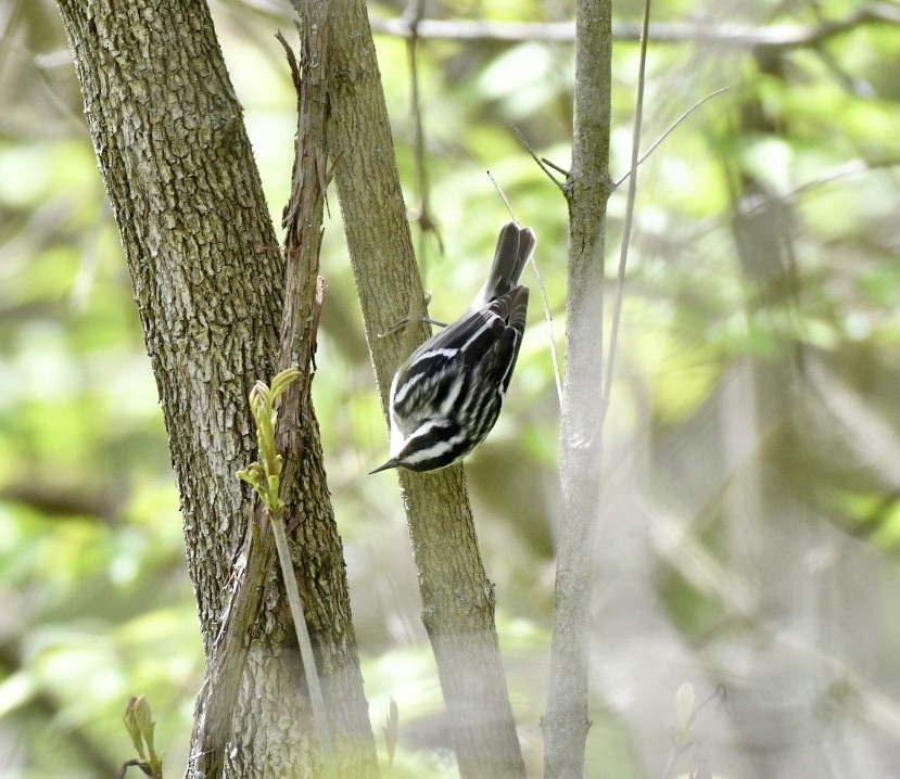 Black-and-white Warbler - ML335921211