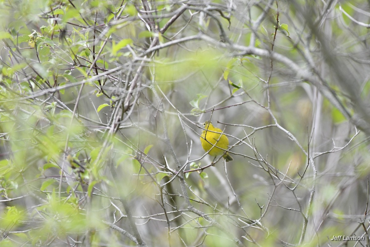 Nashville Warbler - ML335921851