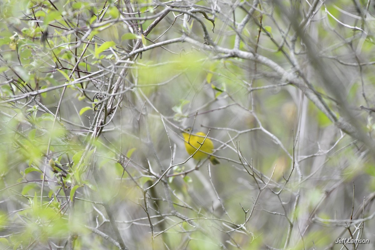 Nashville Warbler - ML335921861