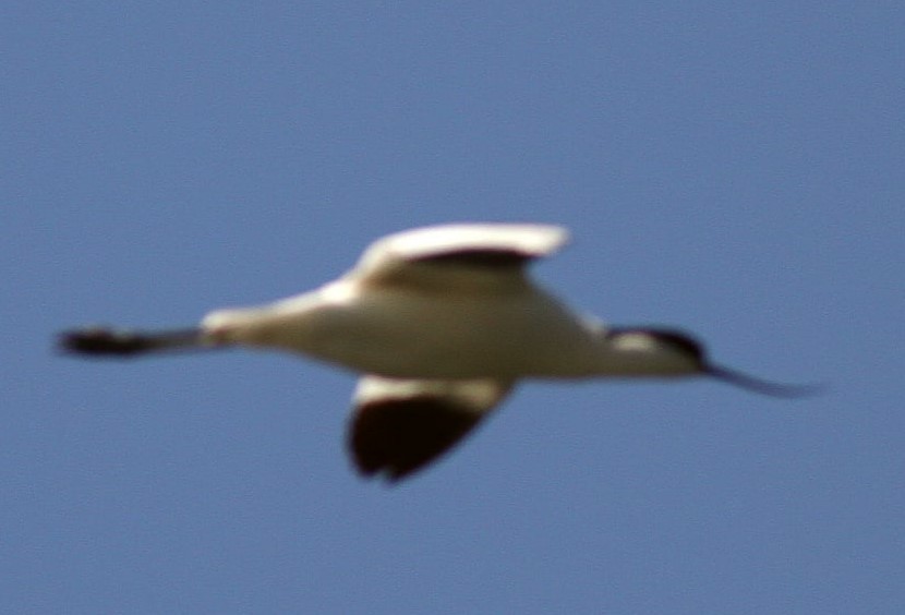 Pied Avocet - ML335922131