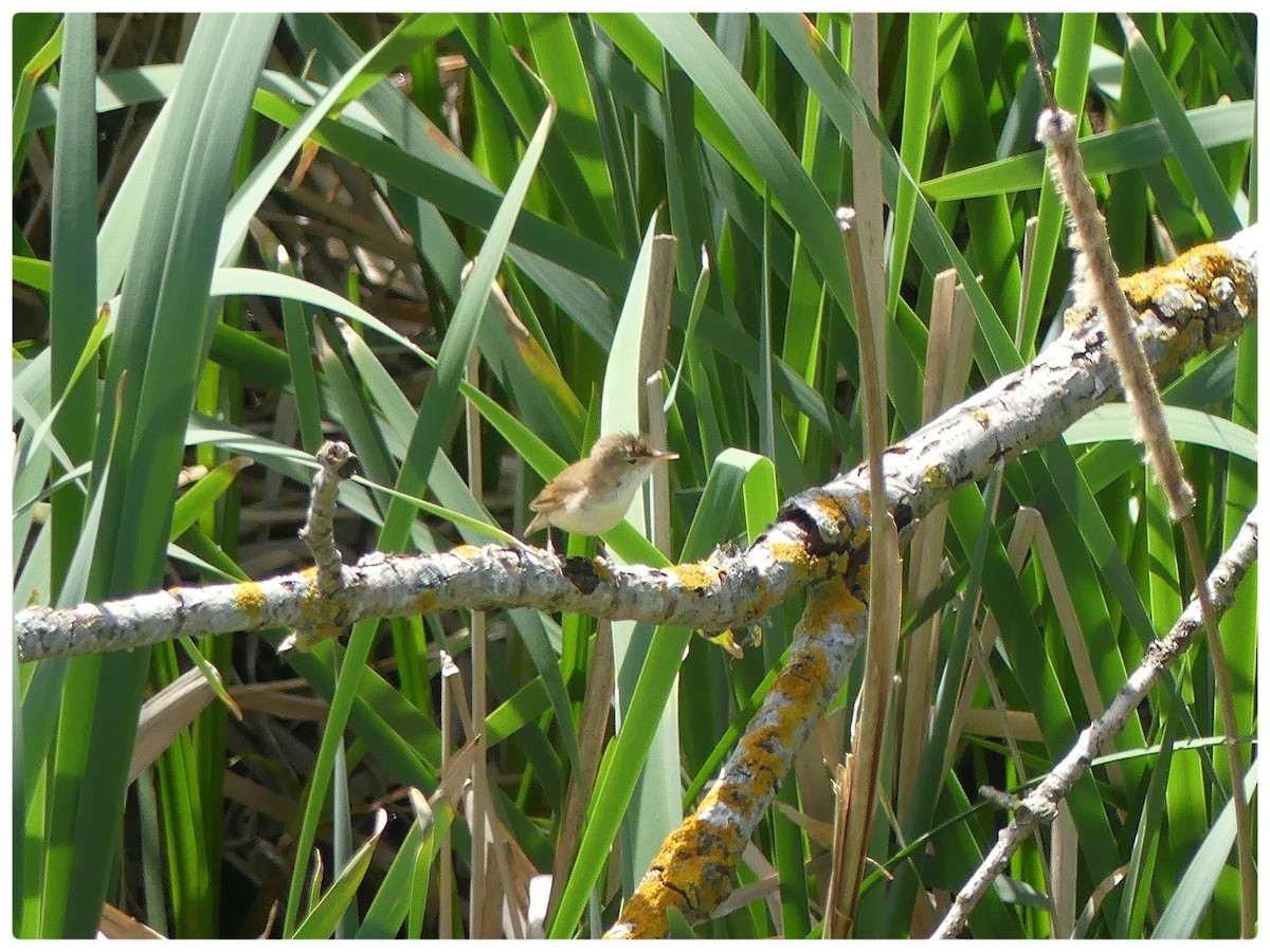 Common Reed Warbler - ML335922931