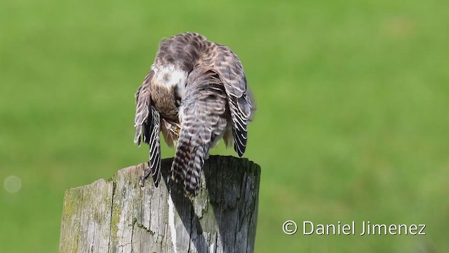 Red-footed Falcon - ML335923241