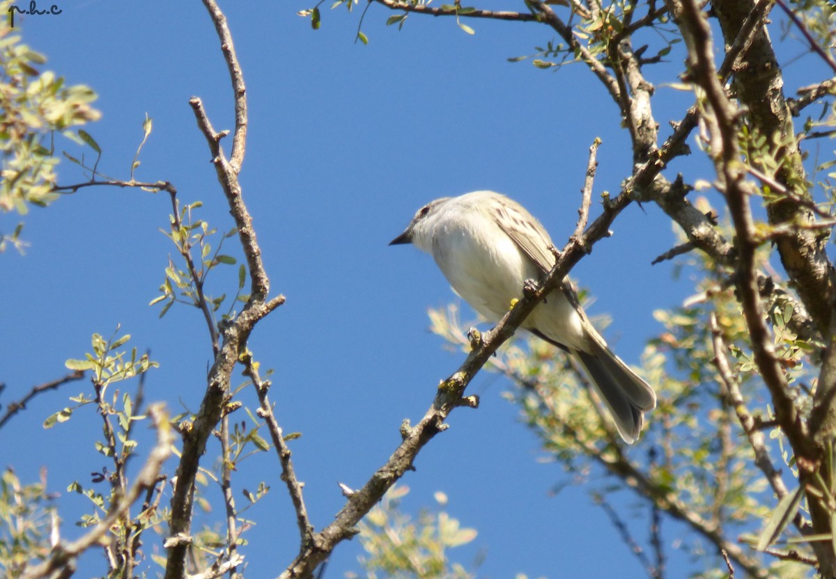 Suiriri Flycatcher - ML335925181