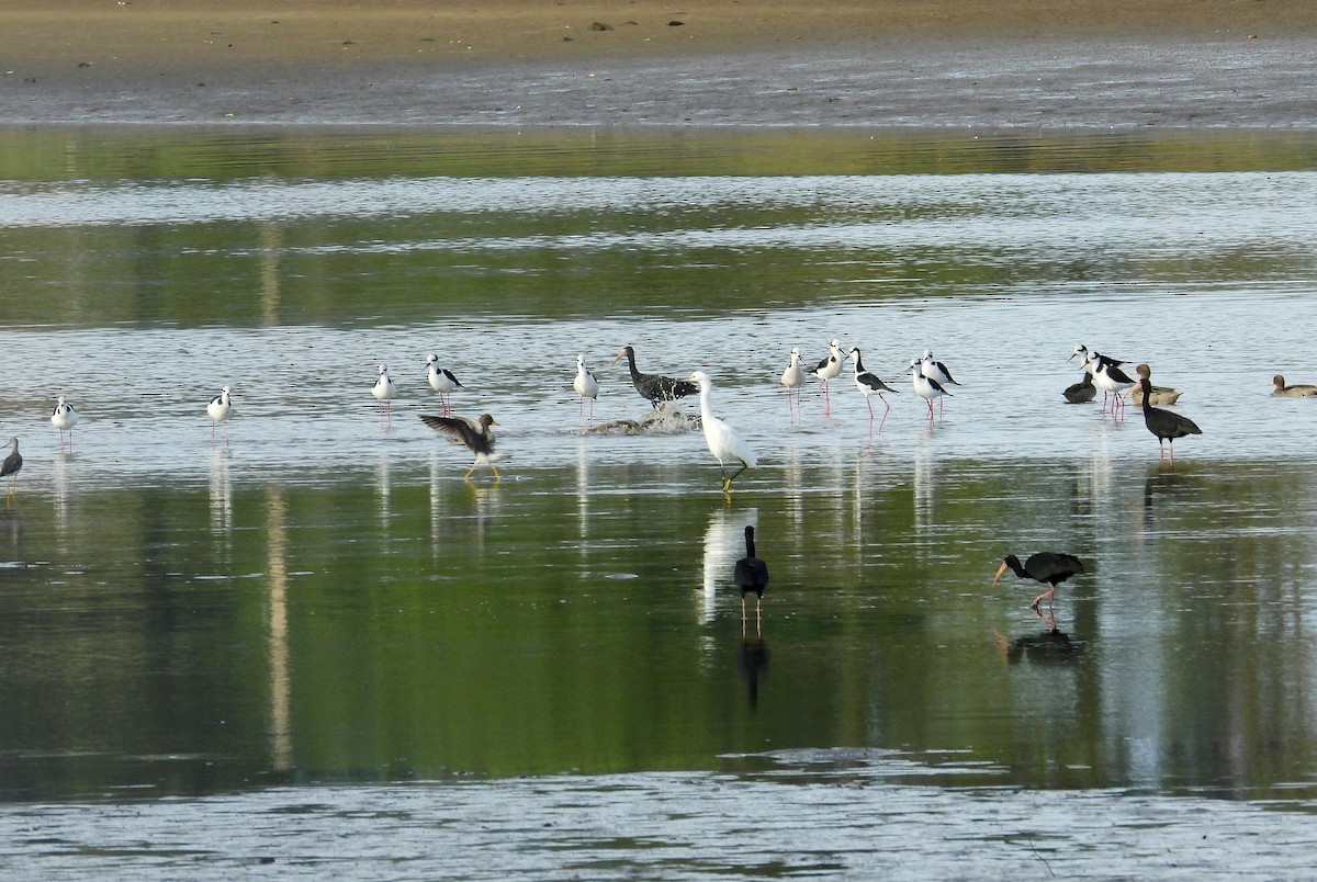 Black-necked Stilt - ML335925561