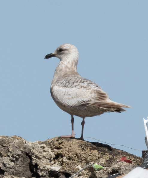 Gaviota Groenlandesa - ML335926801