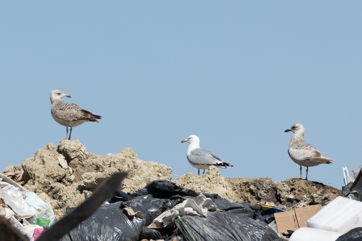 Gaviota Groenlandesa - ML335926891