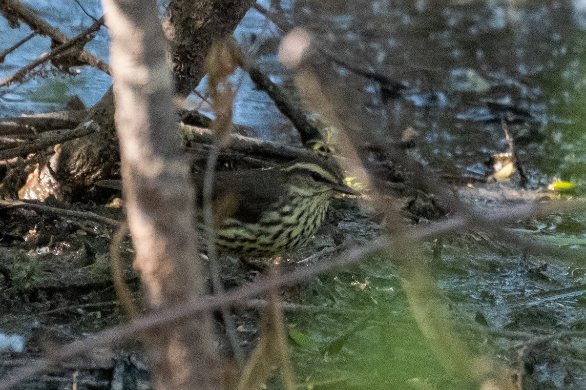 Northern Waterthrush - ML335929201
