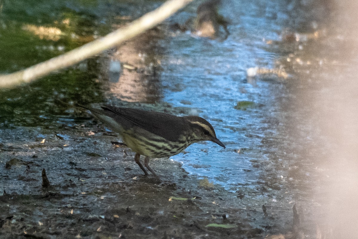 Northern Waterthrush - ML335929211