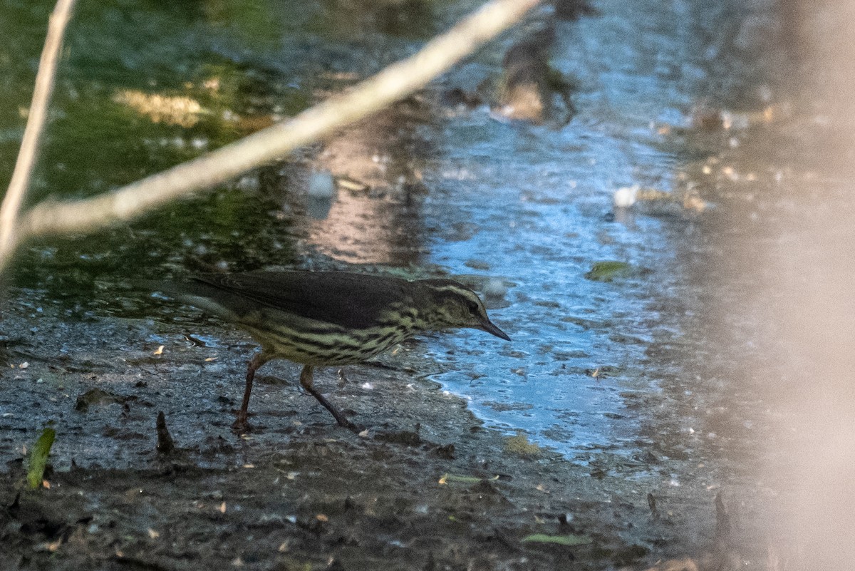 Northern Waterthrush - ML335929221