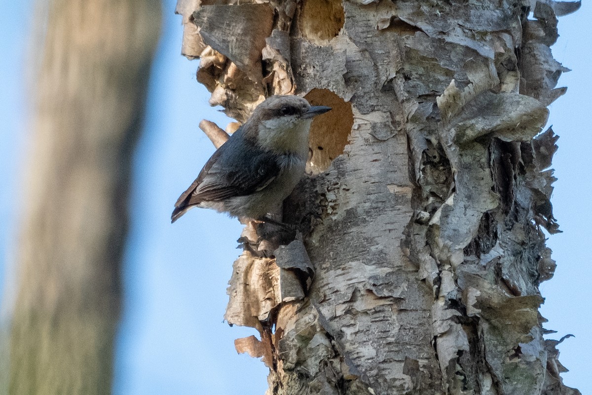 Brown-headed Nuthatch - ML335929381