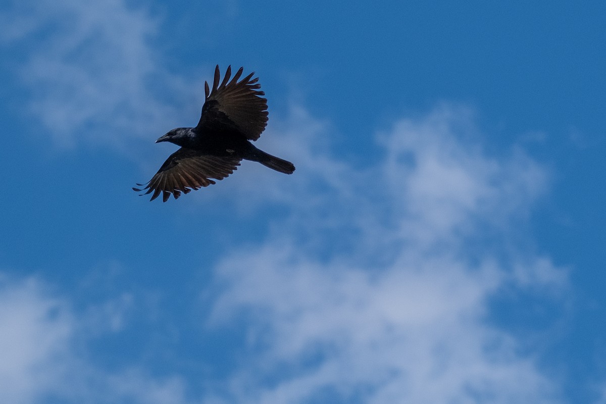 Fish Crow - ML335929561