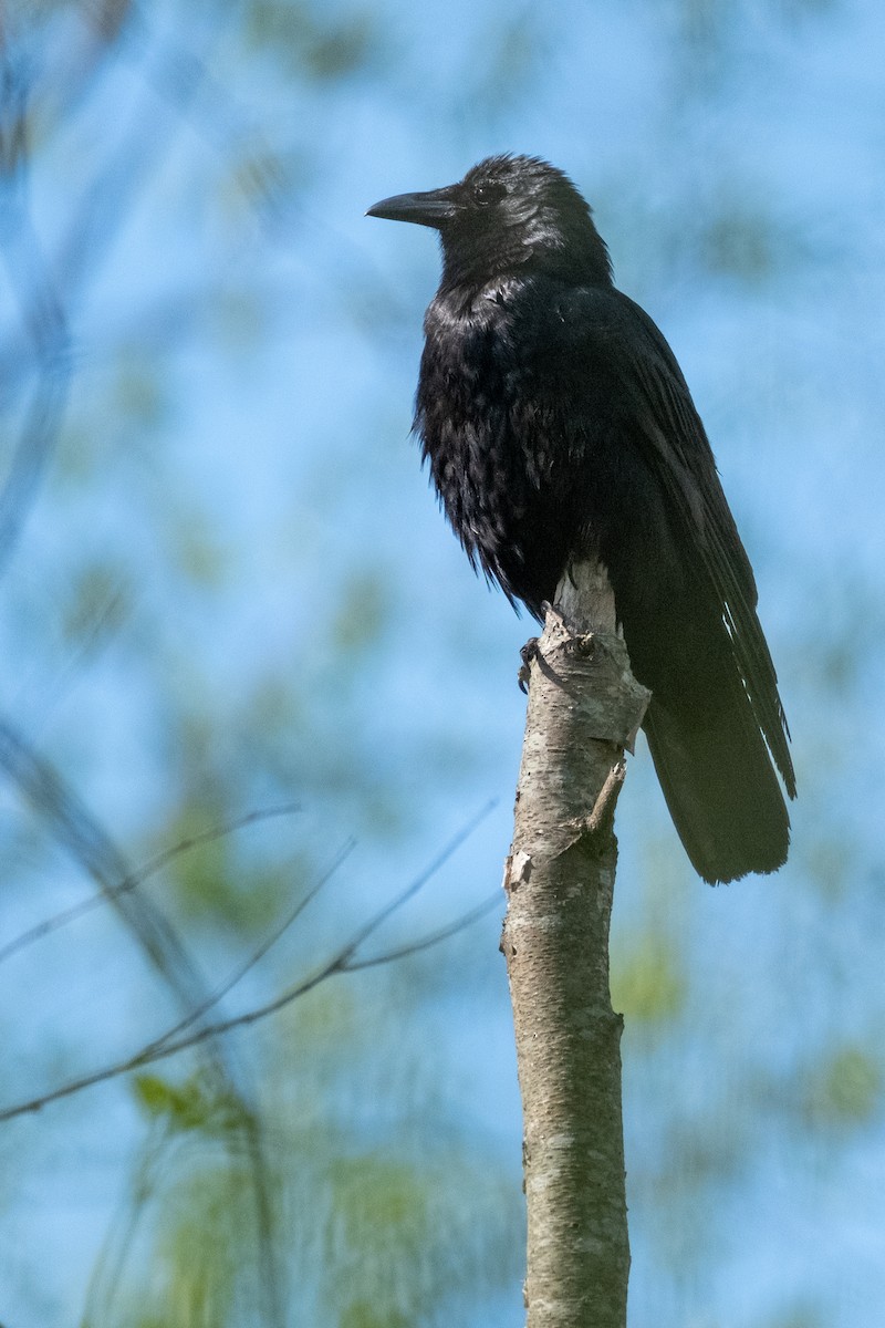 Fish Crow - ML335929681