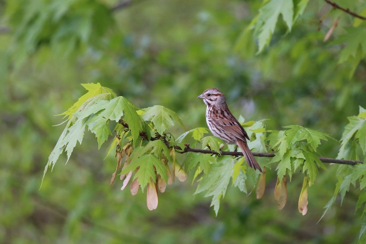 Song Sparrow - ML335930271